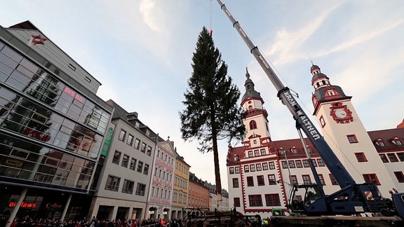 Kran stellt 26 Meter hohen Weihnachtsbaum auf dem Chemnitzer Marktplatz auf.