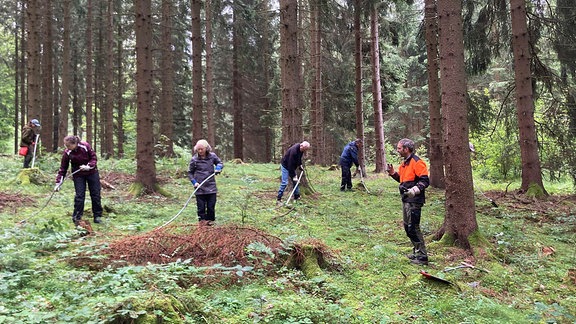 Aktivurlaub beim Bergwald im Osterzgebirge