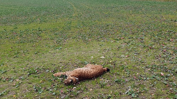 toter Luchs liegt auf einem Feld.