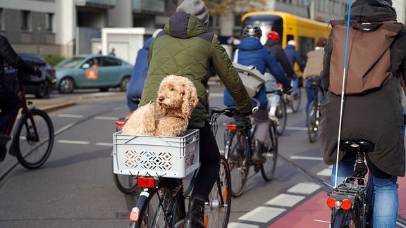 Mehrere Fahrräder fahren auf einer Straße nebeneinander. In einem Korb auf dem Gepäckträger von einem Rad sitzt ein Hund.