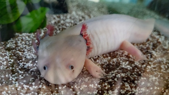 Axolotl in einme Aquarium