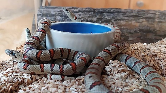 Königsnattern schlängeln sich in einem Terrarium.