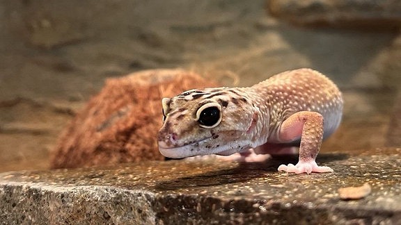 Die Naturschutzjugend Dresden vermisst ihren Leopardgecko.