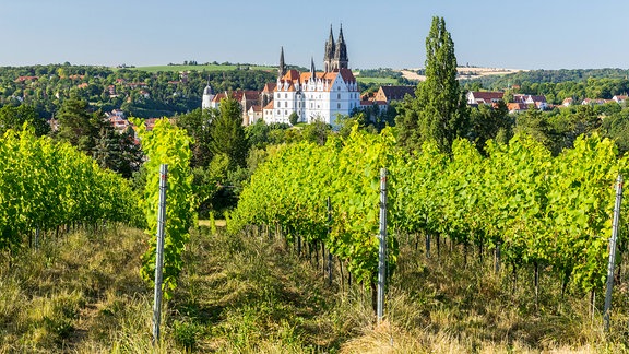 Hoch erhebt sich die Albrechtsburg im Elbtal, Weinberg Prinz zur Lippe in Proschwitz.