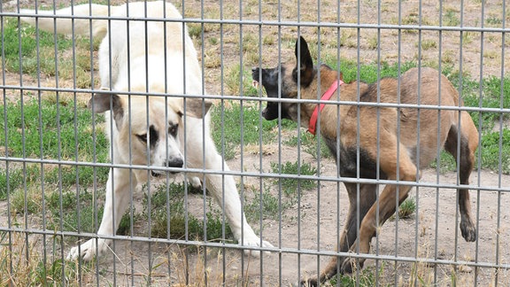 Zwei Hunde hinter einem Metallzaun.