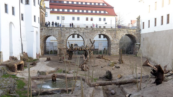 Bärengehege an Schloss Hartenfels in Torgau