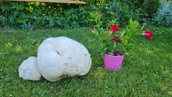 In einem Garten in Wurzen ist ein Riesenbovist zu stattlicher Größe gewachsen.