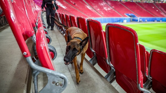 Polizeihündin Nola (Malinois) sucht während einer Sicherheitsüberprüfung am Abend nach Sprengstoff im Leipziger Stadion. 