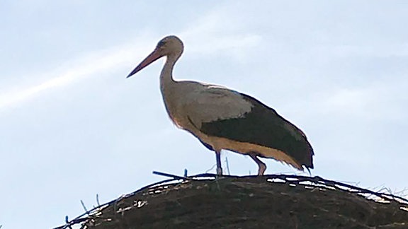 Storch auf dem Nest