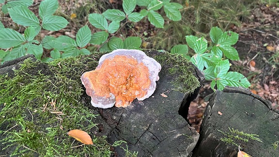 Ein Pilz breitet sich auf einem Baumstumpf aus