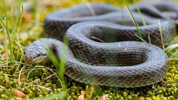 Schlingnatter auf einem Waldboden