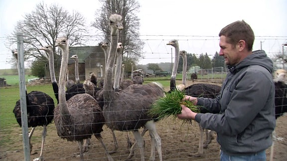 Marcus Reißing füttert auf seinem Straußenhof in Striegistal Strauße mit Gras.