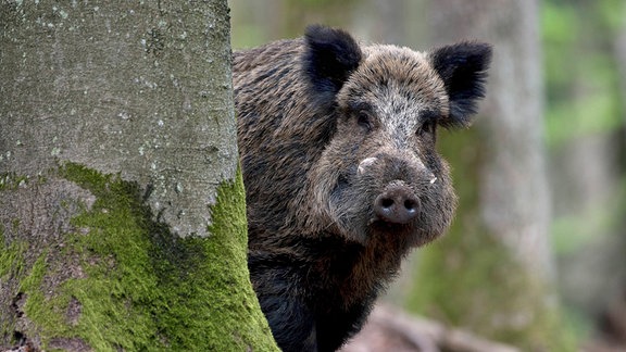 Wildschwein schaut hinter einem Baum hervor.