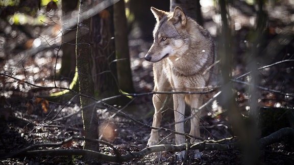 Ein Wolf im Wildpark Bruderhaus