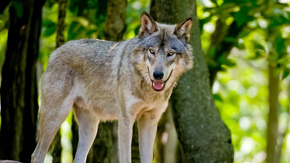 Ein Wolf in einem sonnigen Wald