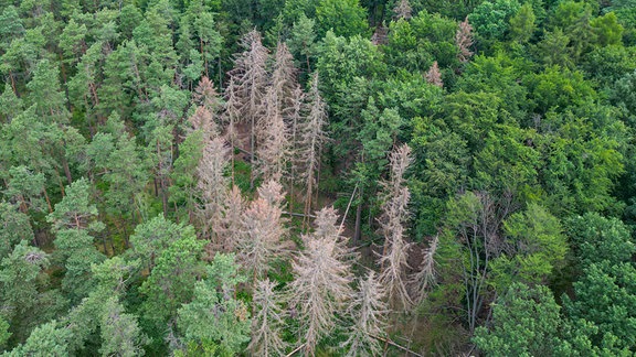 Abgestorbene Nadelbäume in einem Wald