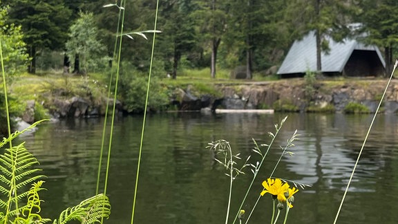 Grünbewuchs und Pflanzen am Bergsee Ebertswiese.