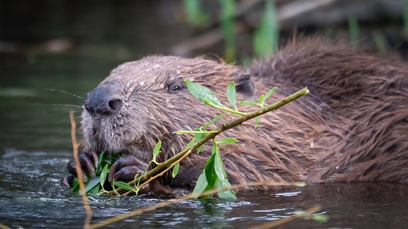 Ein Biber im Wasser.