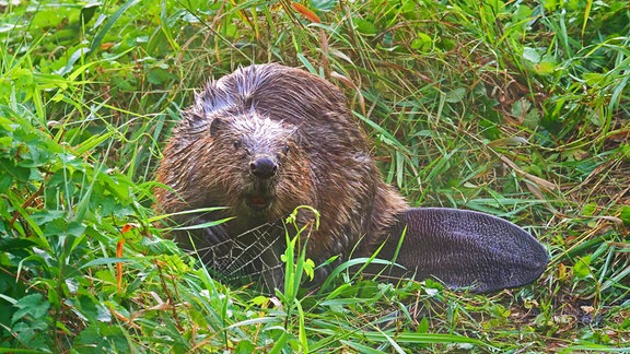 Ein erwachsener Europaeischer Biber (Castor fiber) steht am frühen Morgen an einem Fliess bei Trebbin in der Morgensonne und frisst Gräser.