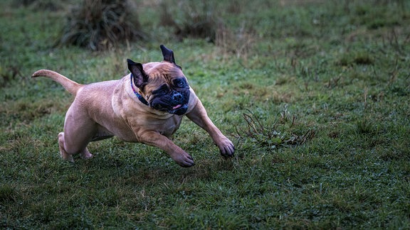 Bulmastiff Hund RENNT ÜBER EINE WIESE