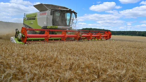 Ein Landwirt erntet mit seinem Mähdrescher Gerste auf einem Feld in Ostbrandenburg.