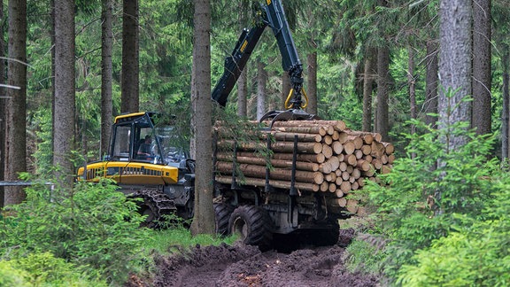 Holzernte im Thüringer Wald