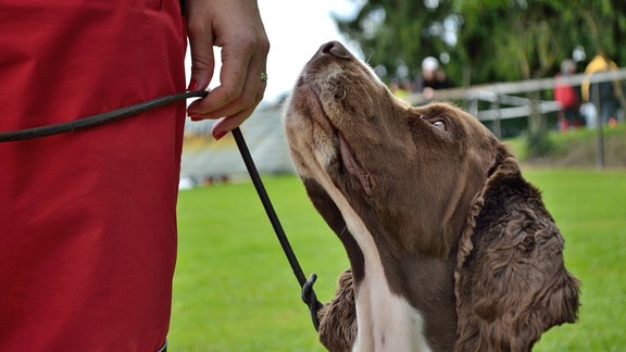 Ein Hund an der Leine schaut zu seiner Halterin auf.