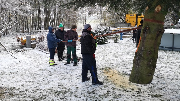 Lederhose Weihnachtstanne –Männer beim Baumsetzen.