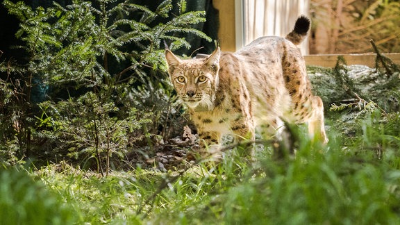 Ein Luchs mit einem Halsband läuft in einem Gehege