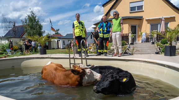 Kühe im Pool