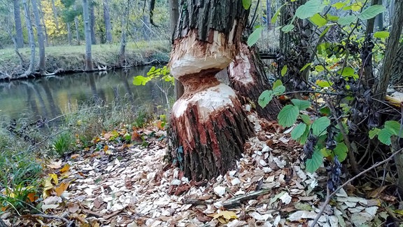 Vom Biber angenagter Baumstamm am Ufer der Gera