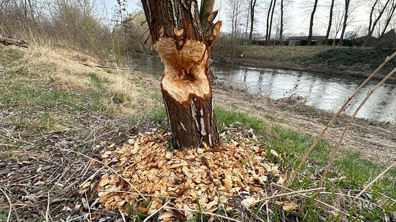 Ein Baumstamm wurde von einem Biber angenagt.