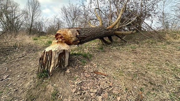 Ein von einem Biber gefällter Baum.