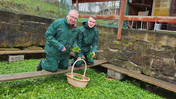 Zwei Männer ernten Brunnenkresse