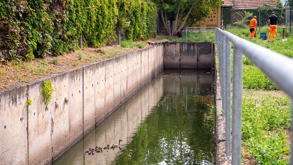 Entenmutter mit Küken in Wasserbecken aus Beton