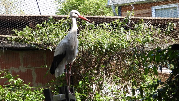 Ein Storch sitzt auf einem Holzgestell in einem Käfig. Im Hintergrund ist ein Haus zu erkennen.