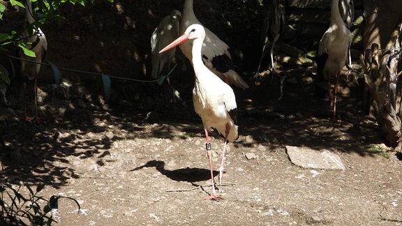 Ein Storch läuft auf Erde zwischen Bäumen. Im Hintergrund sieht man weitere Störche.