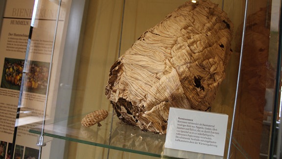 Ein Hornissennest liegt in einer Vitrine.