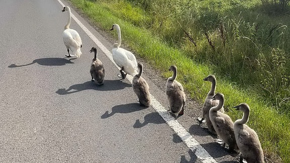 Zwei erwachsene Schwäne laufen mit sechs Jungtieren am Rand einer Landstraße.