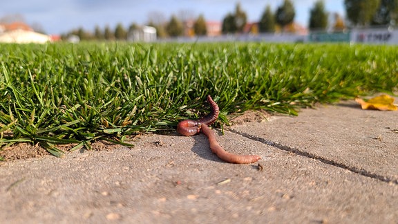 Ein Regenwurm liegt auf einer Steinkannte vor einem Fußballplatz.