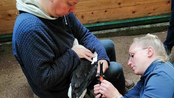 Zwei Frauen legen einem Storch eine Prothese an.