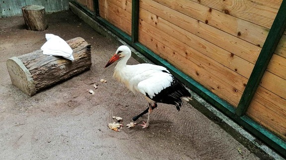 Ein Storch mit einer schwarzen Prothese.