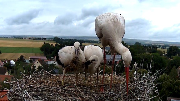 Ein Storch und zwei Jungtiere stehen in einem Nest in Seebach.