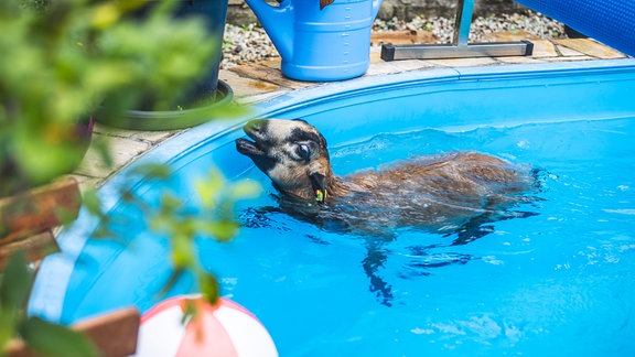 Kamerunschaf schwimmt in Swimmingpool