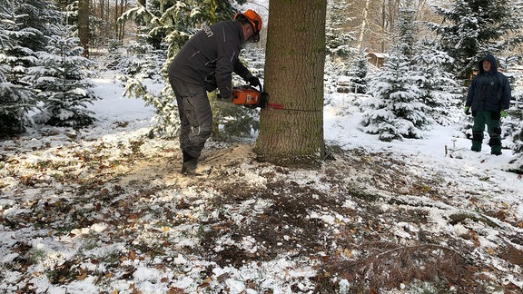 Im Kreis Greiz wird der 19 Meter hohe Weihnachtsbaum für das Brandenburger Tor in Berlin gefällt und abtransportiert.