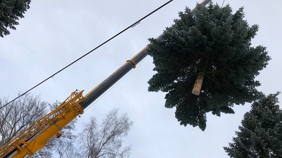 Im Kreis Greiz wird der 19 Meter hohe Weihnachtsbaum für das Brandenburger Tor in Berlin gefällt und abtransportiert.