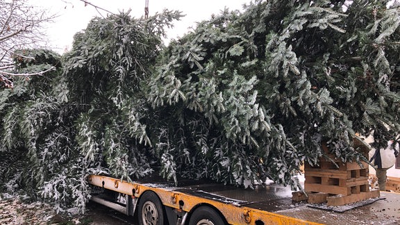 Im Kreis Greiz wird der 19 Meter hohe Weihnachtsbaum für das Brandenburger Tor in Berlin gefällt und abtransportiert.