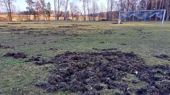 Von Wildschweinen aufgewühlter Sportplatz