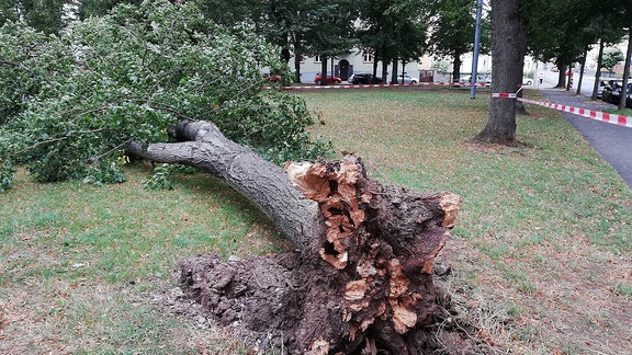 Ein durch das Sturmtief "Kirsten" umgestürzter Baum auf einem Spielplatz in Weimar.