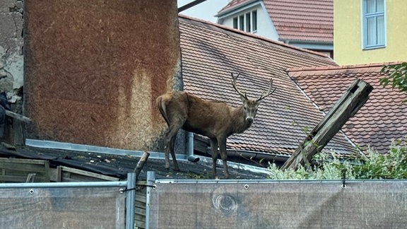 Ein Hirsch in der Innenstadt von Schmalkalden